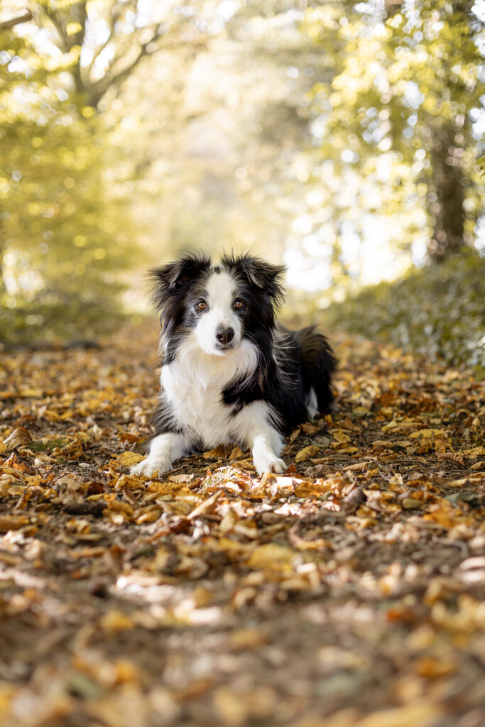 Séance photo animaux en Ardenne