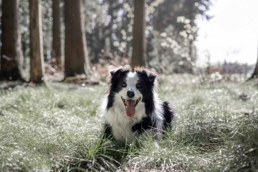 Séance photo chien en forêt ardennaise
